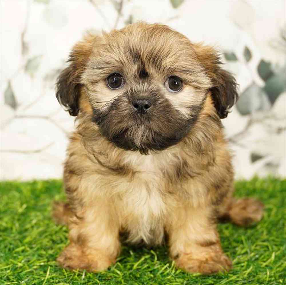 Image of a pet breed in the gallery