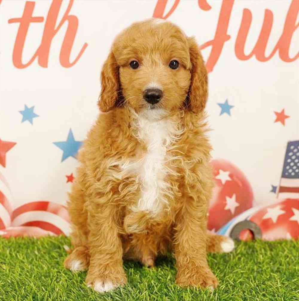 Image of a pet breed in the gallery