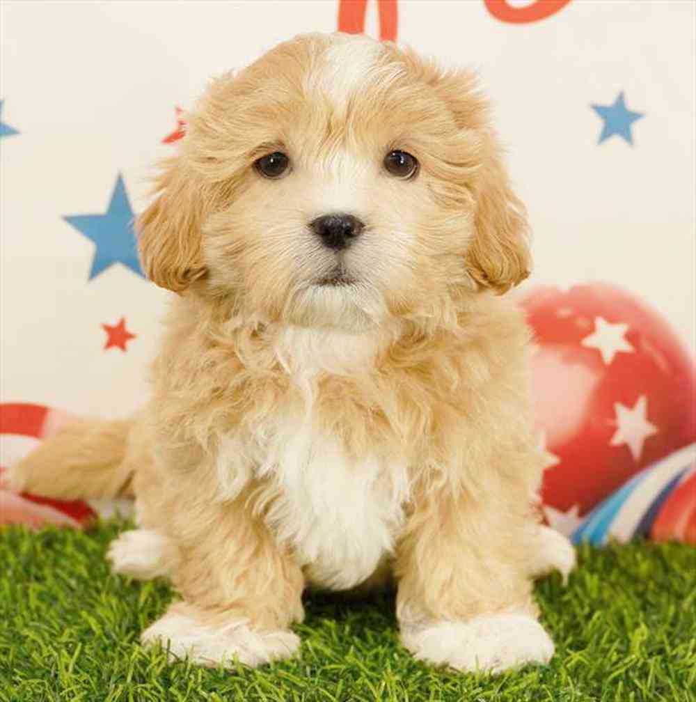 pet breed image