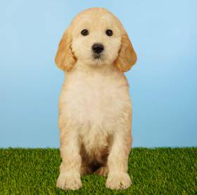 2nd Gen Standard Goldendoodle