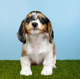 Dachshund