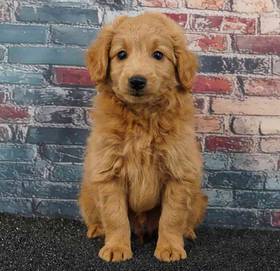 2nd Gen Mini Goldendoodle