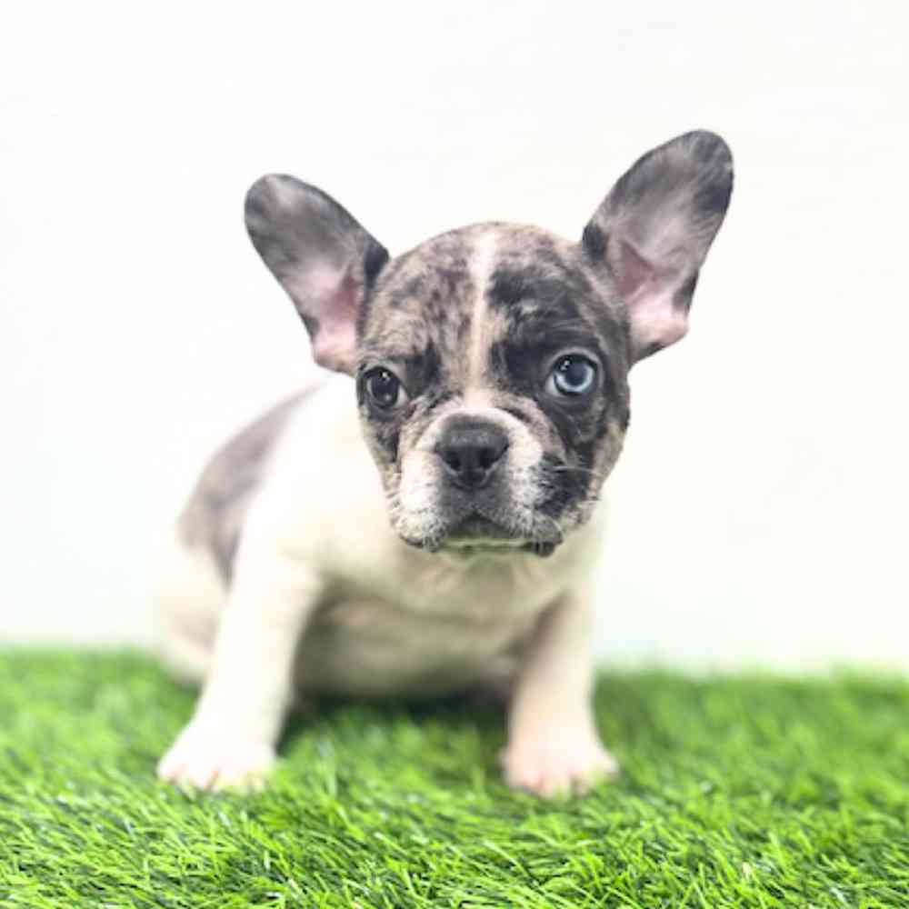 Image of a pet breed in the gallery