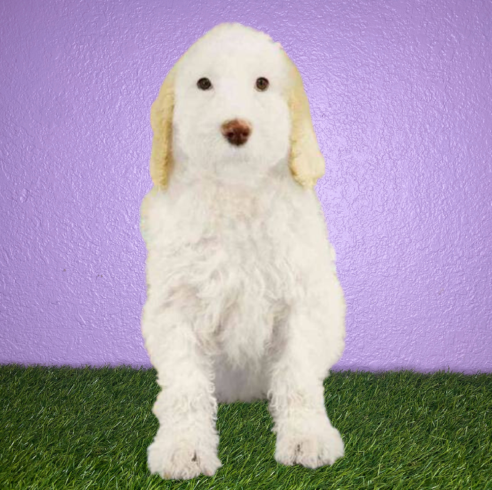 carousel pet images