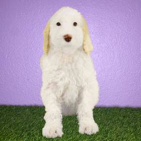 2nd Gen Sheepadoodle