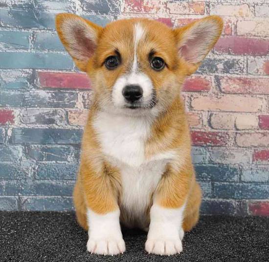 Pembroke Welsh Corgi