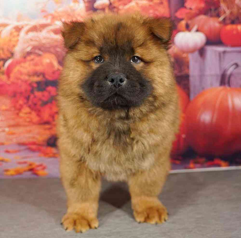 Image of a pet breed in the gallery