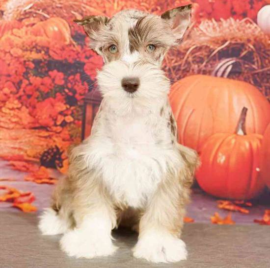 Mini Schnauzer