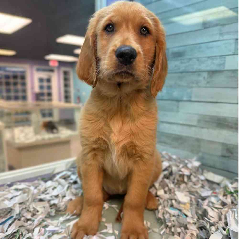 Image of a pet breed in the gallery