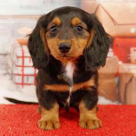 Dachshund