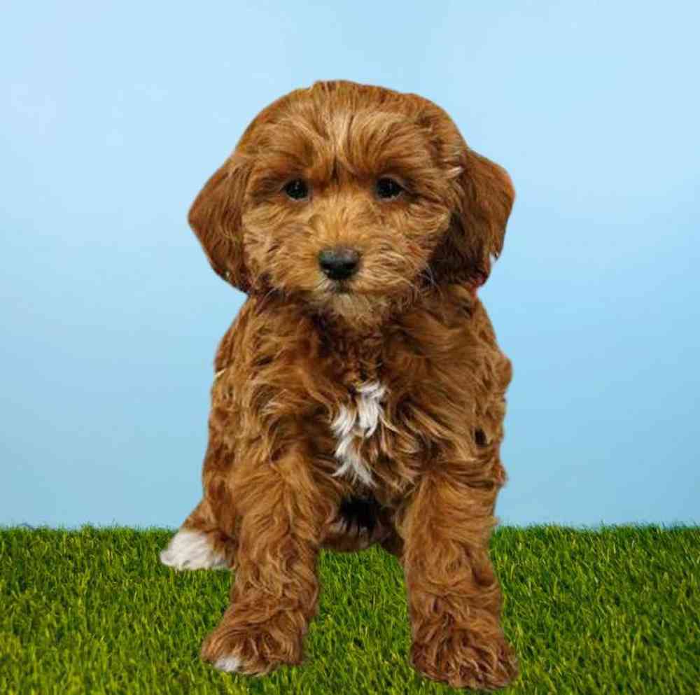 carousel pet images