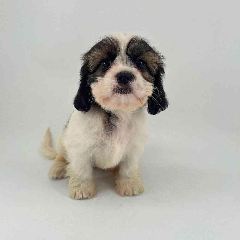 pet breed image