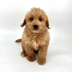 Mini Goldendoodle