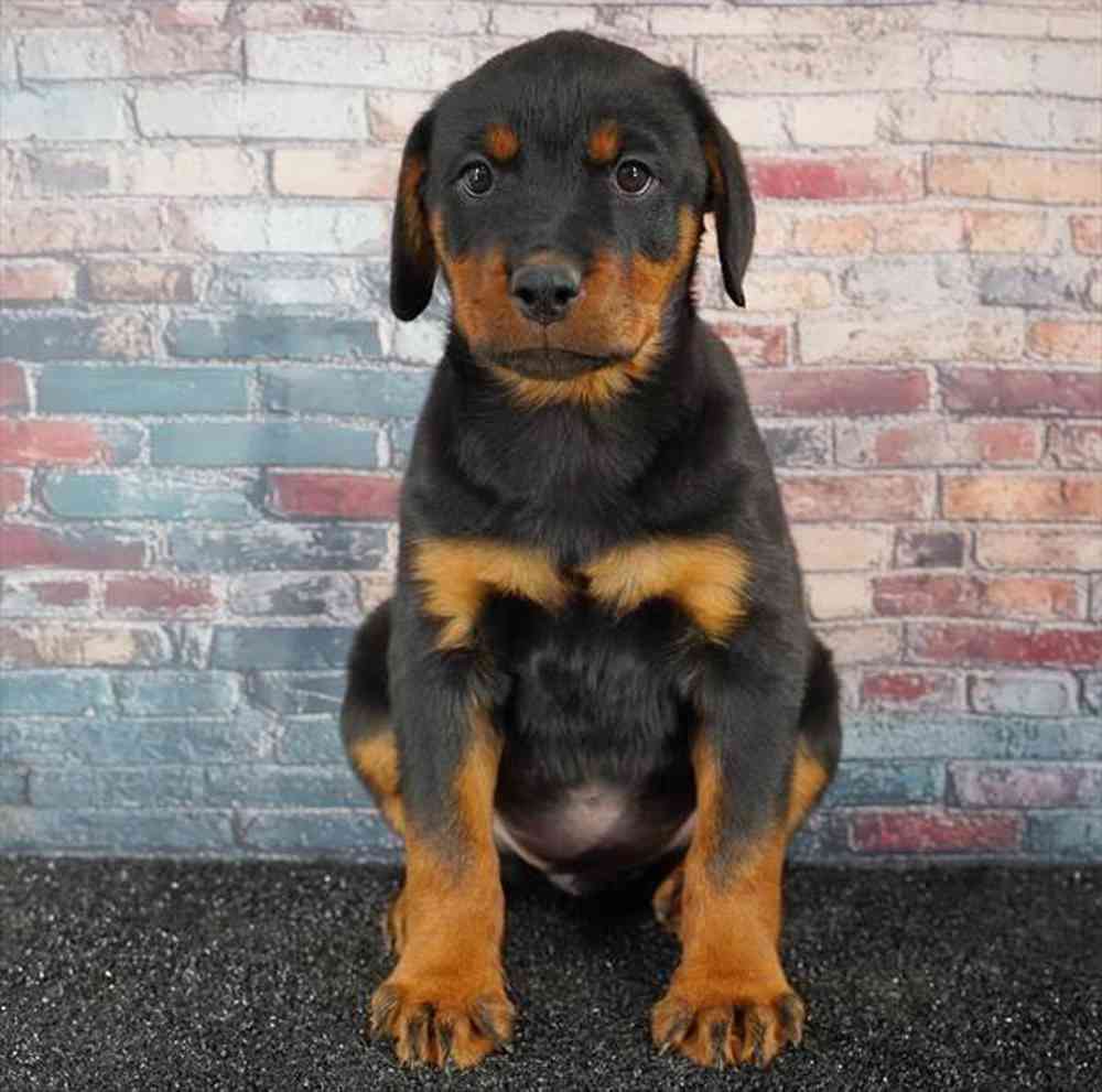 pet breed image