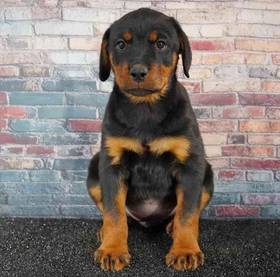 Rottweiler