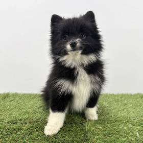 Pomeranian