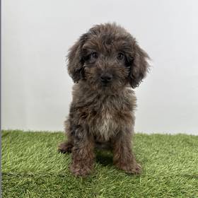 2nd Gen Mini Goldendoodle