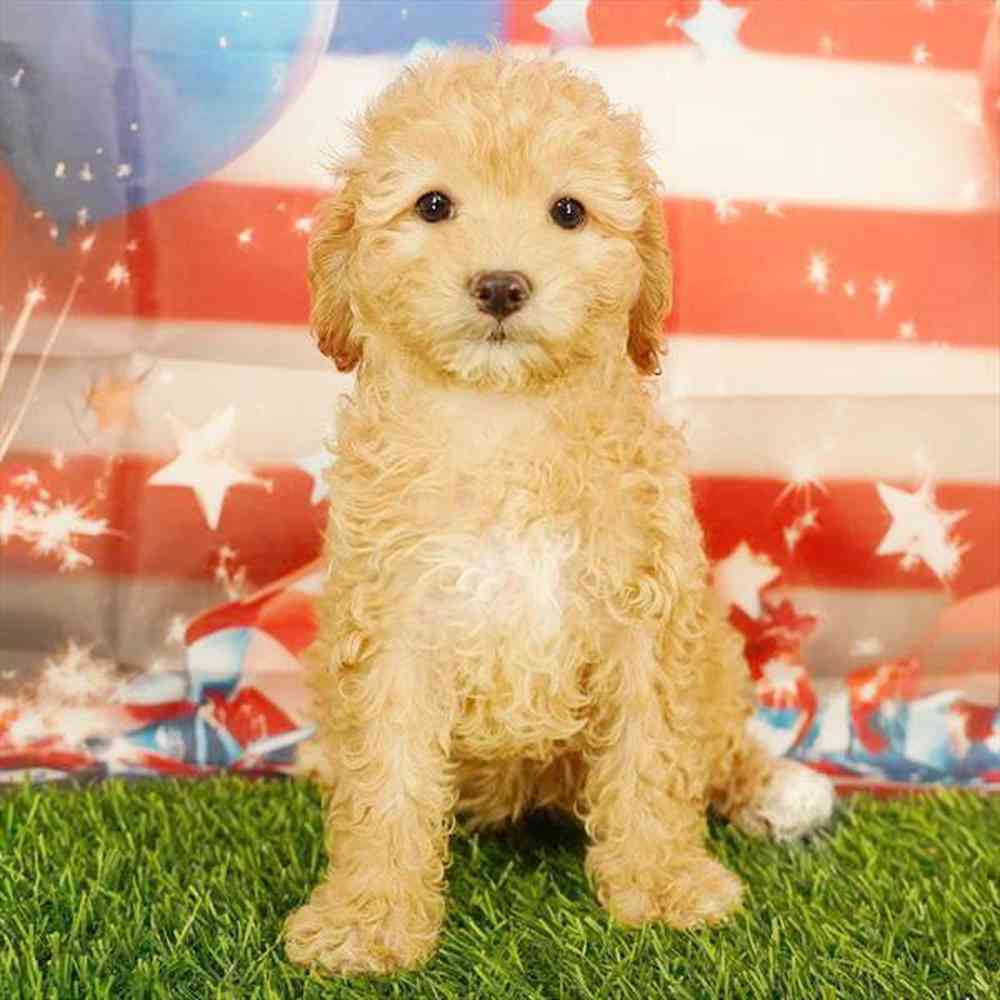 Image of a pet breed in the gallery