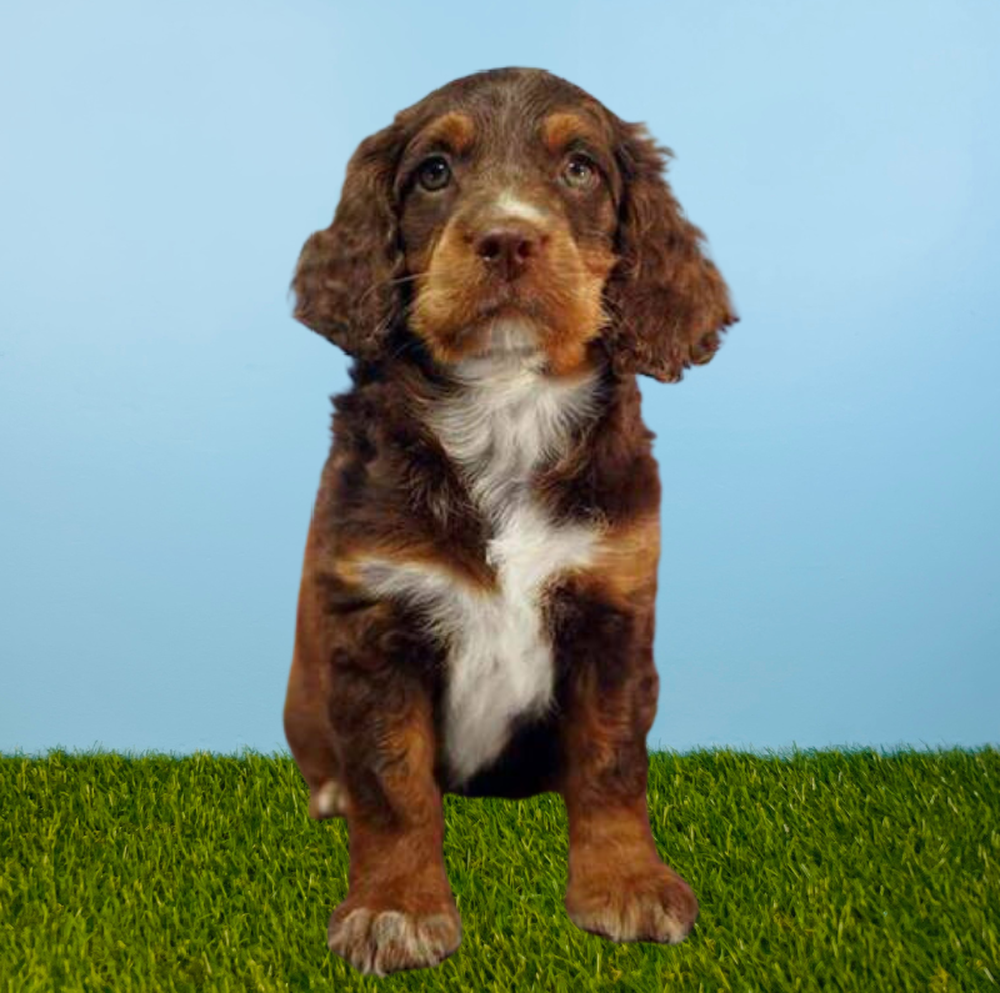 Female Mini Springadoodle Puppy for Sale in Tolleson, AZ