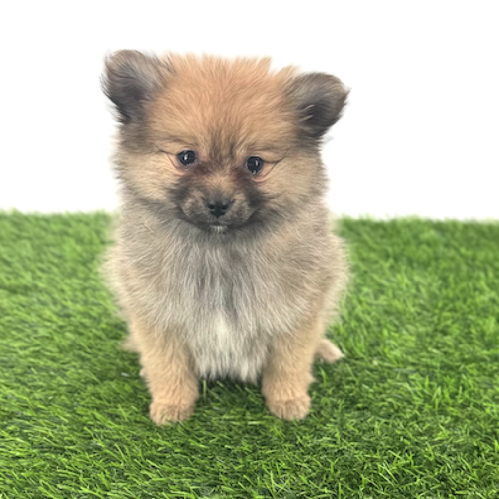 Image of a pet breed in the gallery