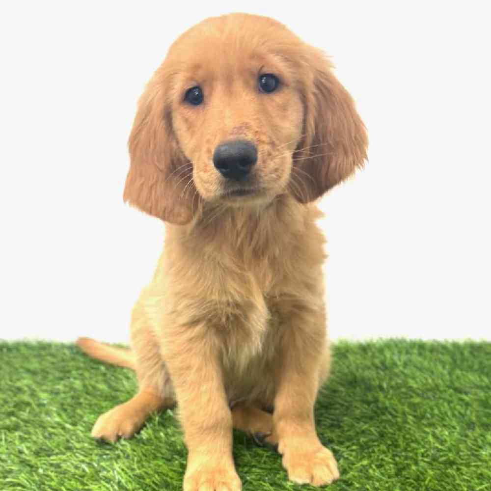 Image of a pet breed in the gallery
