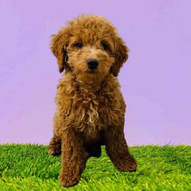 2nd Gen Mini Goldendoodle