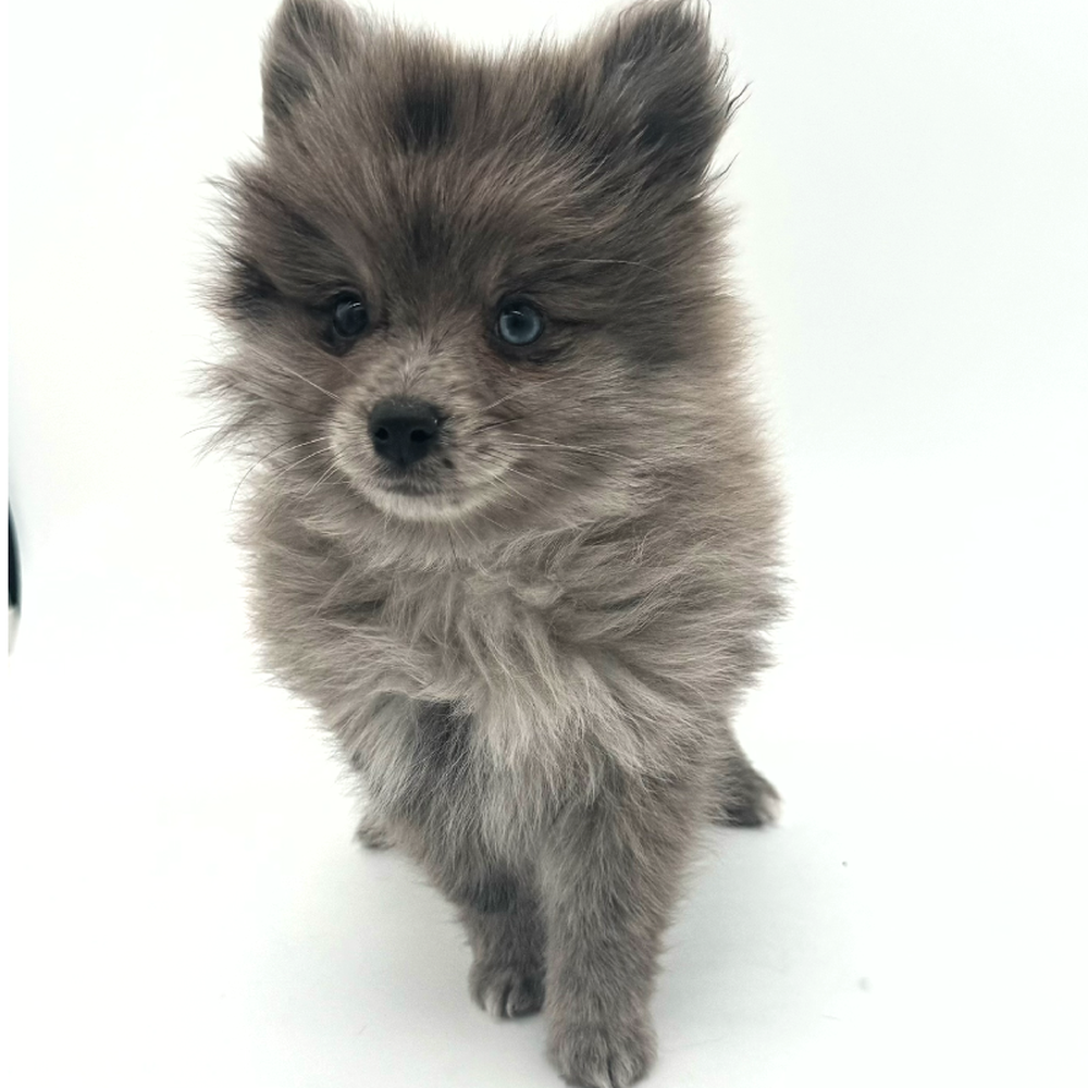 carousel pet images