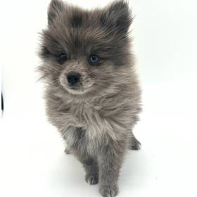 Pomeranian