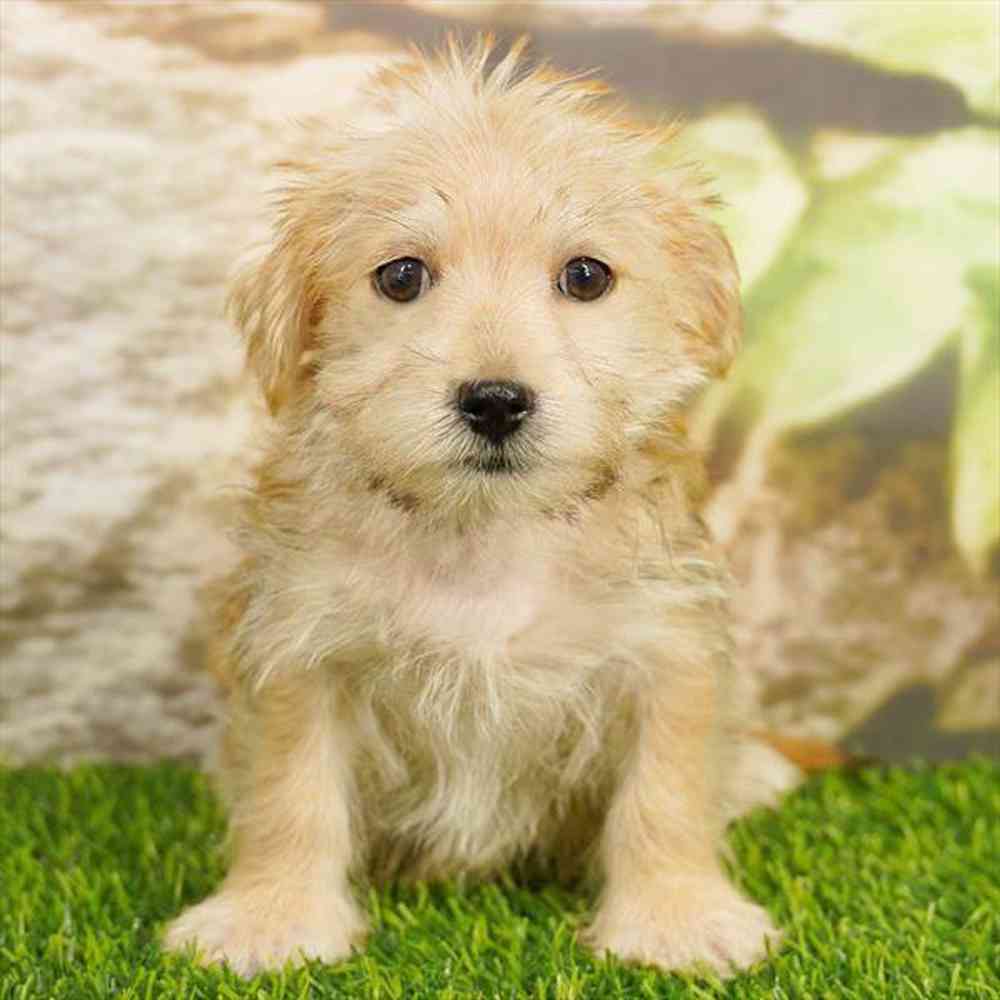 Image of a pet breed in the gallery