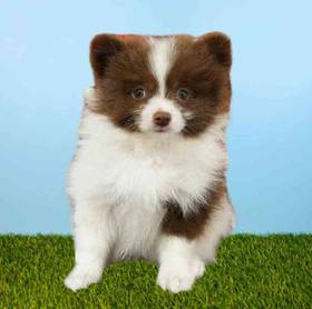 Pomeranian