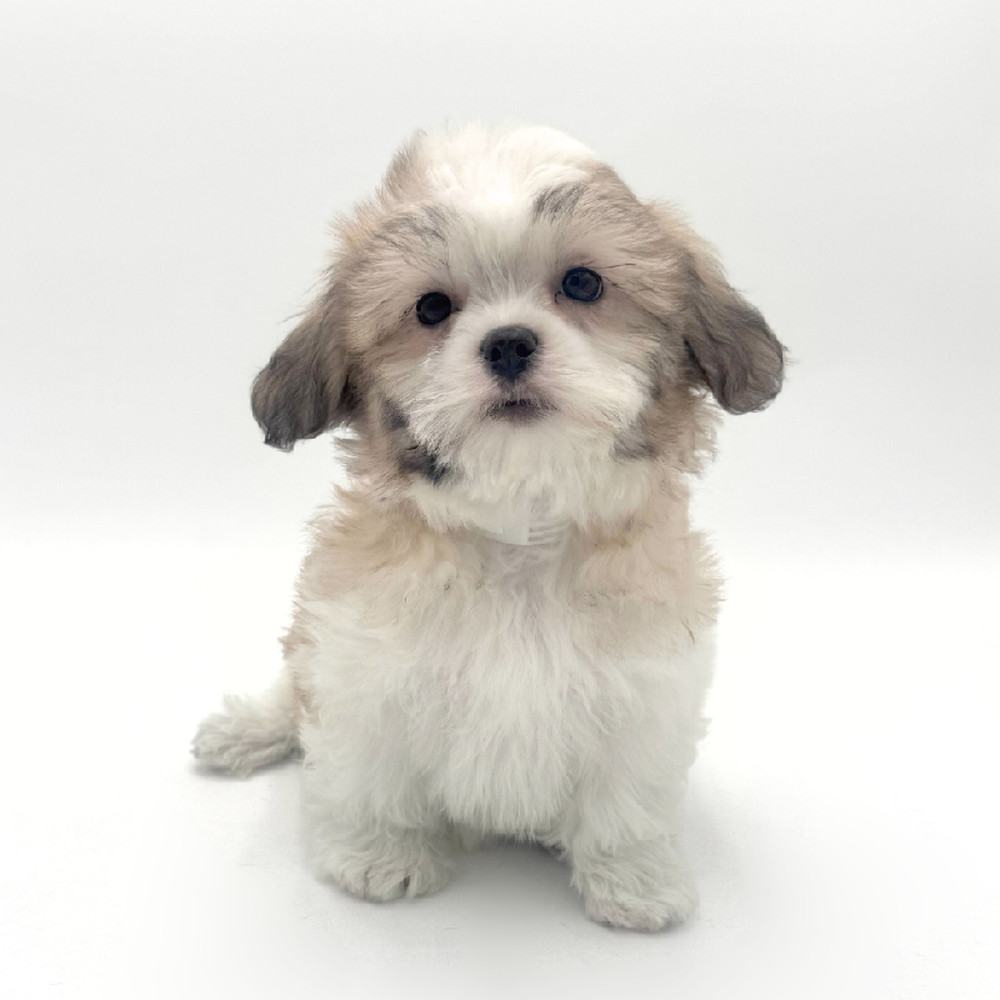 Image of a pet breed in the gallery