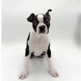 Boston Terrier