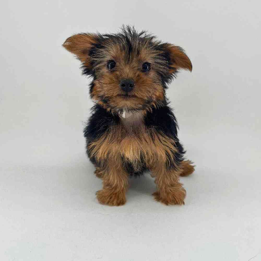 pet breed image
