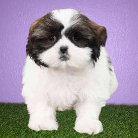 Shih Tzu