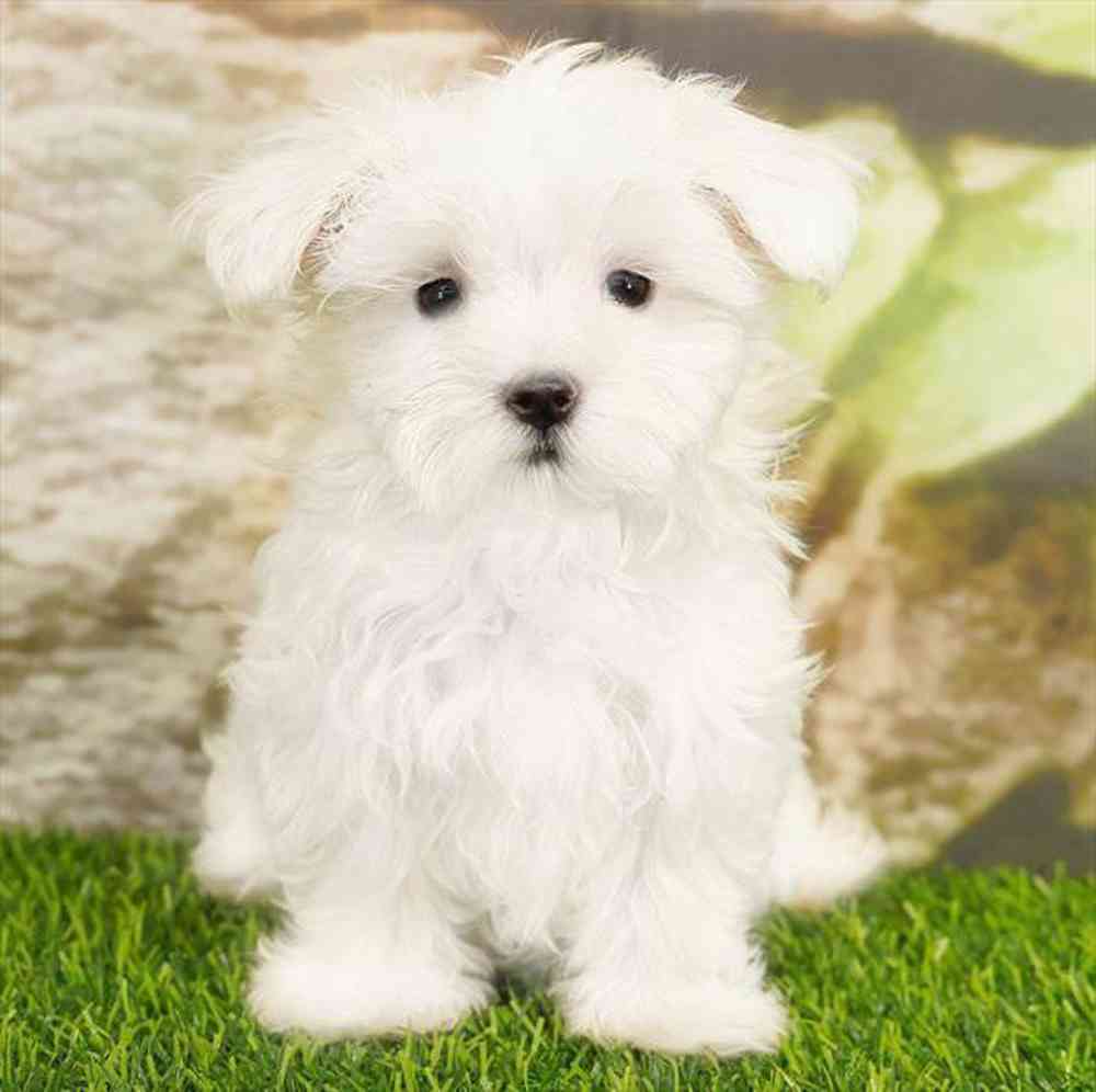 pet breed image