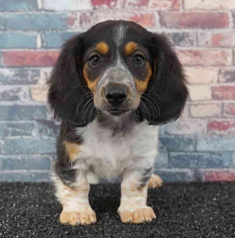 carousel pet images