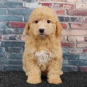 Poodle