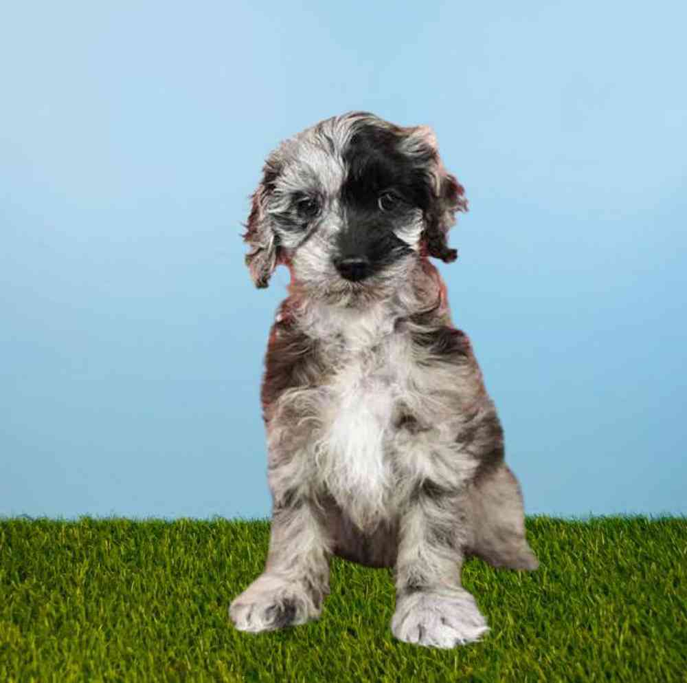 carousel pet images