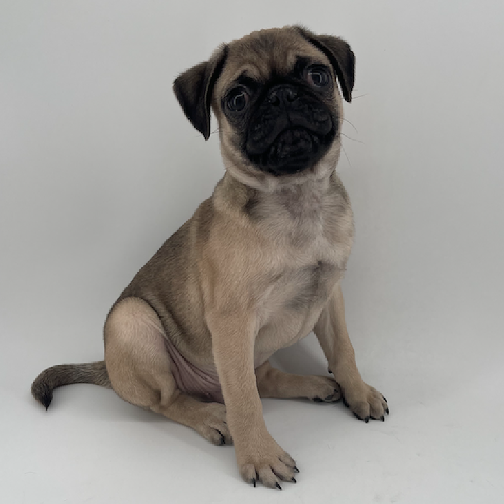 pet breed image
