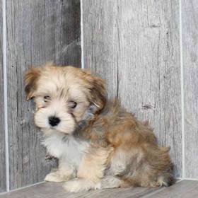 Morkie