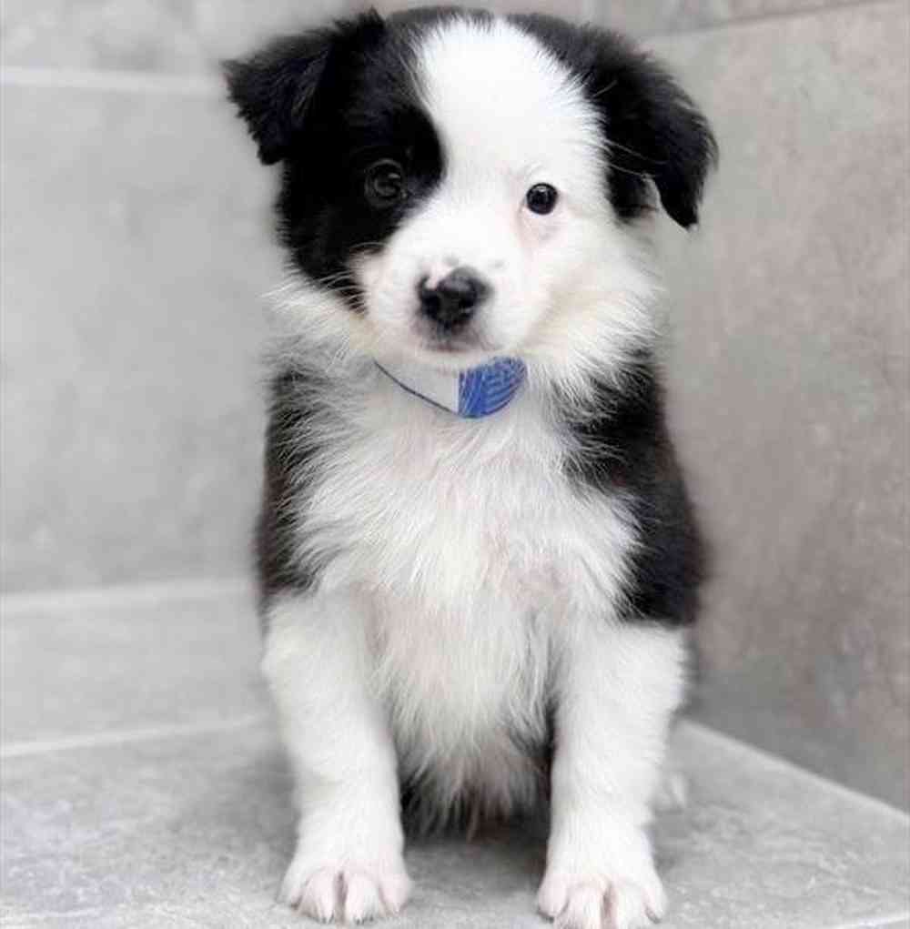 Image of a pet breed in the gallery