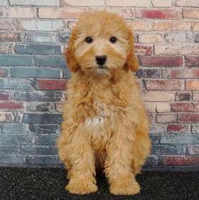 Poodle