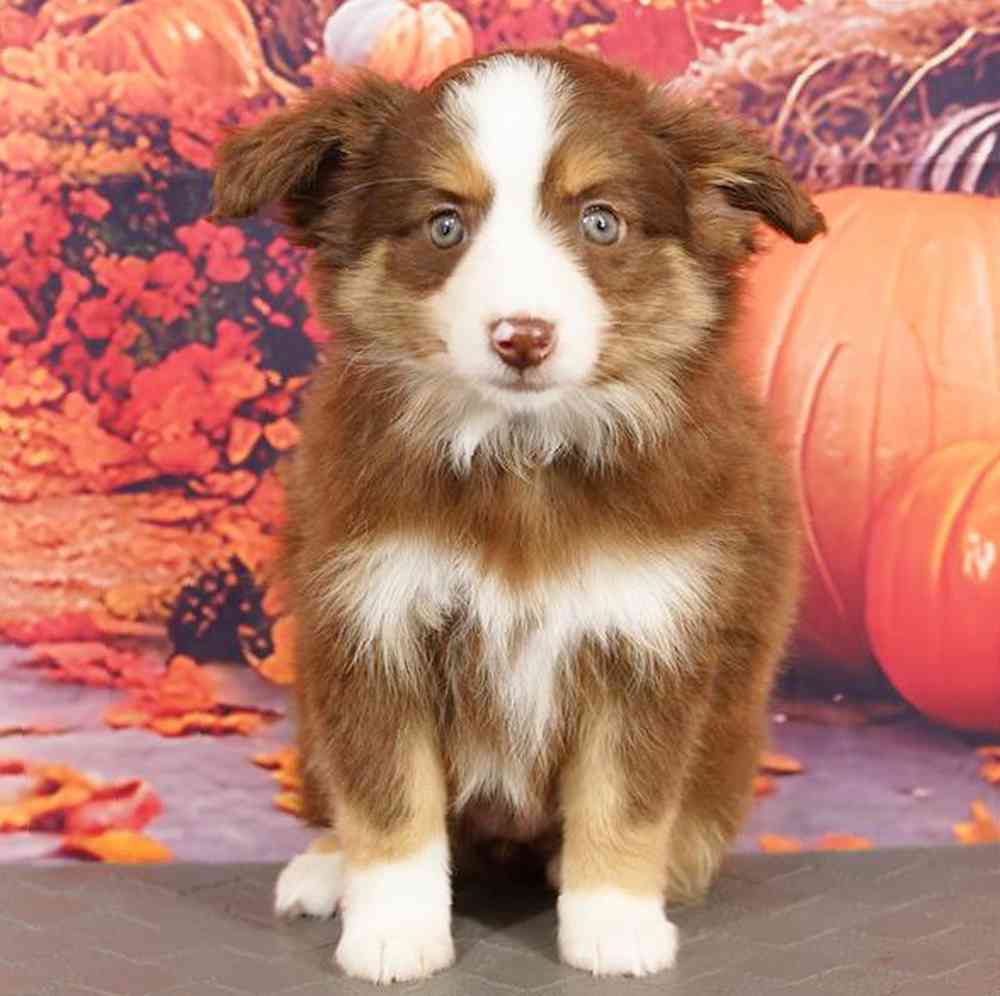 Image of a pet breed in the gallery