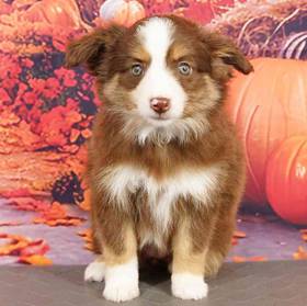Mini Australian Shepherd