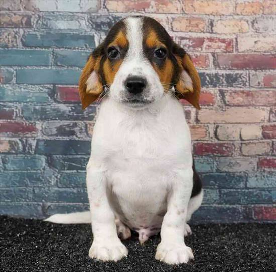 Beagle