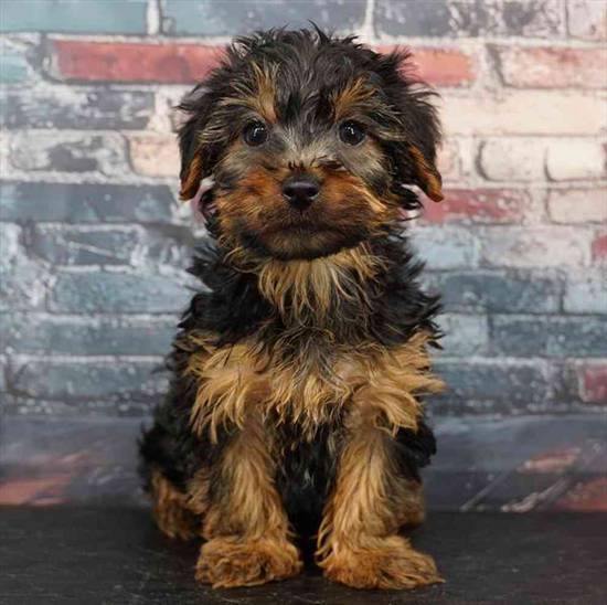 Yorkie
