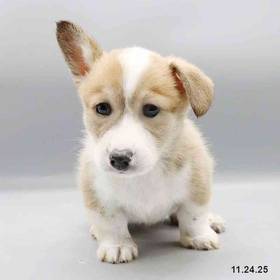 Pembroke Welsh Corgi