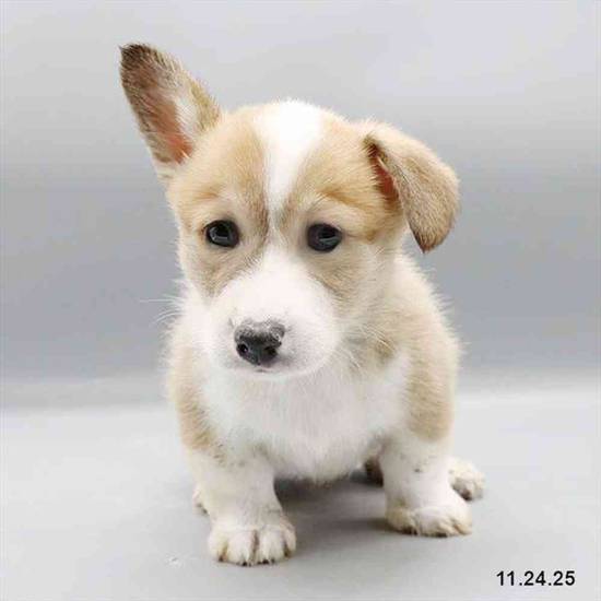 Pembroke Welsh Corgi