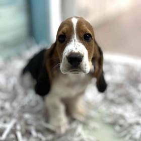 Basset Hound