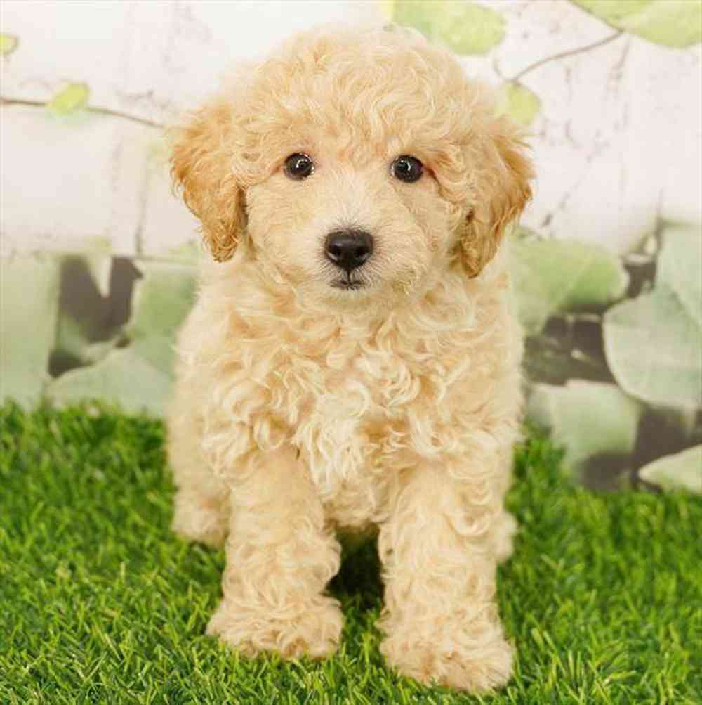 Image of a pet breed in the gallery